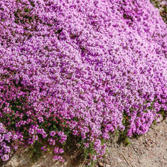 Creeping Thyme Seeds - 1000 Non-GMO Purple Fragrant Groundcover Perennial - Thymus serpyllum