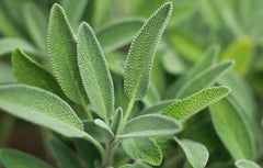 Sage Herb Seeds 100+ Broadleaf Culinary Shrub Bush Salvia officinalis, Aromatic Garden Plant, Free Shipping