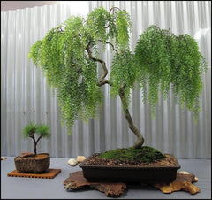 Long Leaf Weeping Willow Bonsai Tree Cutting, 6-8 inches, Salix babylonica, Perfect for Indoor Gardening and Plant Enthusiasts