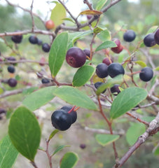 Sparkleberry Seeds | 25+ Seeds | Farkleberry / Huckleberry | Vaccinium Arboreum | Fruit Tree Seeds