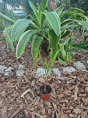 Crinum Lily Plant 4” Pot Colossal Giant White Spider Variegated Reverted (Asiaticum) Live Houseplant Garden Decor