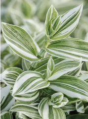 Tradescantia Fluminensis Cuttings - Green/White Variegated Wandering Jew - 5 Cuttings or 4" Pot
