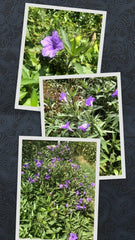 Live Bare Rooted Mexican Petunia Plants - 5 Pack (Ruellia simplex) - Hardy Perennial Flowering Plants for Gardens
