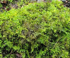 Feather Moss Terrarium 6"x9" Box - Live Organic Wild Moss for Orchid Fairy Garden