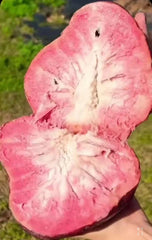 Bundle of 5 Bare Root Red Custard Apple Plants - Annona reticulata