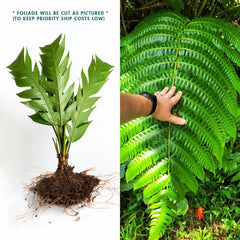 LIVE Bare Root Cyathea Horrida Tree Fern - Tropical Plant for Gardens and Landscaping