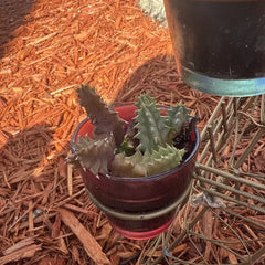 Life Saver Cactus Cuttings - Huernia Zebrina - Friendship Plant - Easy to Grow Succulent Cuttings for Potting