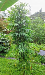 Katuk Plant Cuttings Lot of 5/10/20 - Sauropus Androgynus Sweet Leaf - Hawaiian Grown