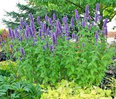Purple Giant Hyssop Seeds - 101+ Count - Native Wildflower for Drought & Heat Tolerance - Pollinator Friendly (Agastache foeniculum)
