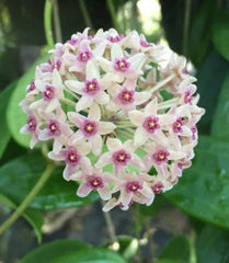 Hoya Plant in 2.5" Pot - Hoya hanhiae - Rooted Indoor Houseplant for Easy Care and Aesthetic Decor