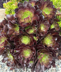 Black Rose Aeonium Cuttings - 5 Pack Zwartkop Succulent Cactus Plants