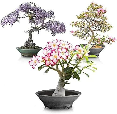Flowering Bonsai Tree Seed Bundle #2 - All Flowering Seeds, Vibrant Colors, Various Species