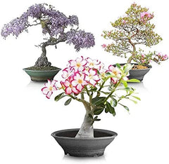 Flowering Bonsai Tree Seed Bundle #2 - All Flowering Seeds, Vibrant Colors, Various Species