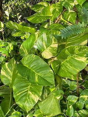 Variegated Giant Golden Queen Pothos Cuttings - Epipremnum Aureum - 6 Healthy Cuttings, Free Shipping