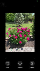 Peony Plant Bare Root 1 Live Flower Bush Pink Double Petal Sarah Bernhardt (Paeonia lactiflora)