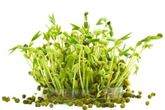 Mung Bean Seeds 2 oz Organic Edible Sprouts Vigna radiata