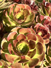 Aeonium Cutting 4" Purdy Variety - Aeonium 'Purdy' Succulent Plant Cutting
