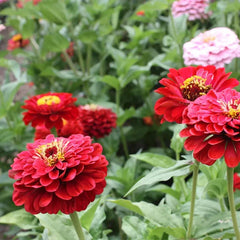 Will Rogers Zinnia Seeds - 100+ Seeds for Garden Planting - Colorful Annual Flower - Zinnia elegans