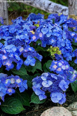 Pop Star Hydrangea 6-Pack - Rooted Cutting Bundle - Beginner Friendly - Hydrangea macrophylla