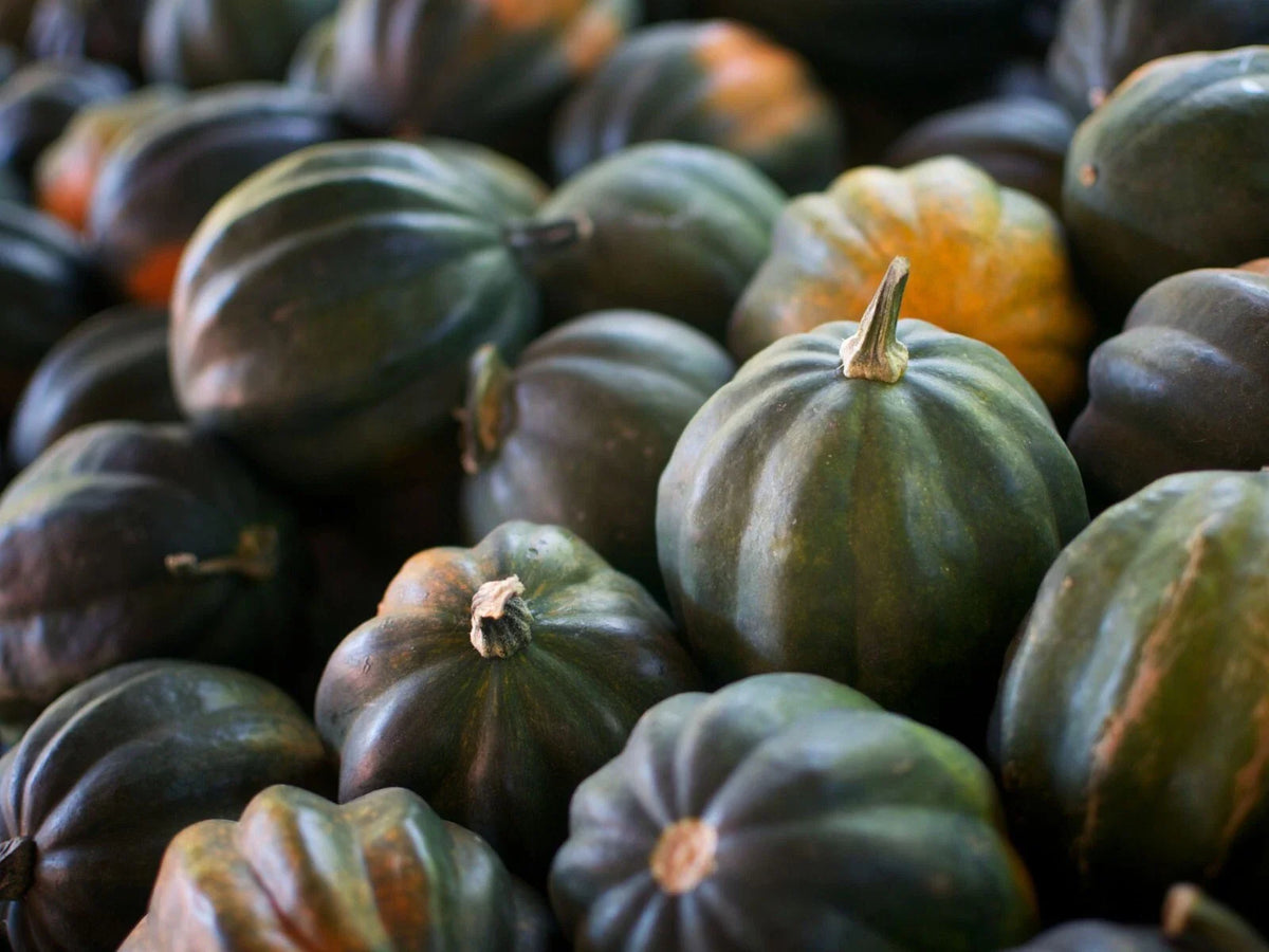 Acorn Squash Seeds - 5 Pack - Organic Heirloom Variety - Cucurbita pepo - Free USA Shipping