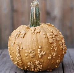 Grizzly Bear Pumpkin Seeds for Planting, 10 Seeds, Rare Brown Worty Fruit, Cucurbita pepo