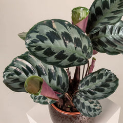 Calathea Seeds - 25+ Helen Kennedy Variety for Garden Planting - Free Shipping - USA