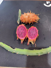 Orange Dragon Fruit Cuttings 16-24" - Hylocereus undatus - Tropical Cactus Plant for Home Garden