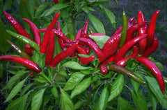 Organic Thai Bird's Eye Red Chili Pepper Seeds - Very Hot Non-GMO - Capsicum annuum - US Seller