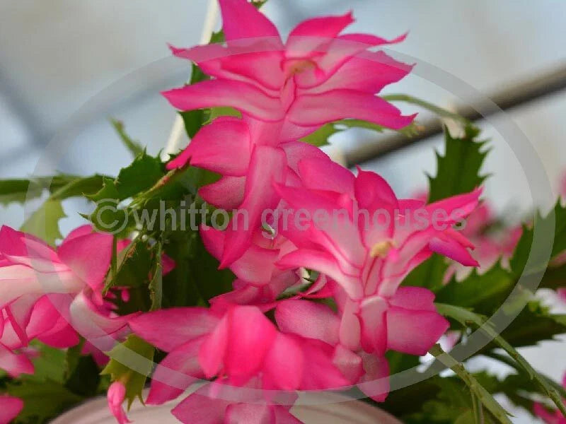 Thanksgiving Cactus Cuttings - 3 UNROOT ANN PINK COLOR - Healthy Schlumbergera Cuttings for Planting