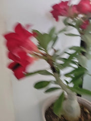 Live Plant Adenium Obesum Red Blood Desert Rose 4” Pot - Tropical Flowering Succulent for Indoor and Outdoor Gardens