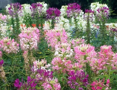 Fresh Spider Plant Mixed Flower Seeds - 100 Count - Easy to Grow - Chlorophytum comosum