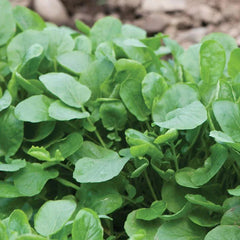 Upland Cress Seeds - 1000+ Count - Non-GMO Heirloom Garden Seeds - Perfect for 2025 Planting - USA Grown