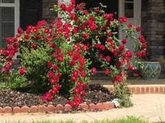 Dr. Huey Rose Plant Cuttings - Live Flower Shrub Climbing Bush - Rosa 'Dr. Huey' - 6 Cuttings for Garden or Indoor Use