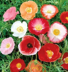 Double Shirley Poppy Seeds - 2000+ Mixed Annual Flower Seeds - Papaver Rhoeas - Garden Planting