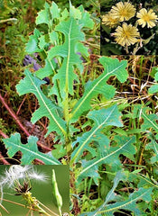 Wild Lettuce Seeds - 50+ Prickly Opium Lettuce - Medicinal Herb (Lactuca serriola)