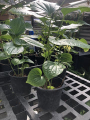 Well Rooted Betel Leaf Plant - PEPER Paan - Piper sarmentosum - Lá Lốt - Indoor/Outdoor Herb - As Pics