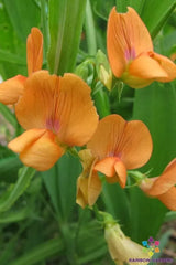Annual Sweet Pea Seeds - 50 Lathyrus annuus 'Mrs R. Penney' - Fragrant Flowering Seeds for Garden Planting