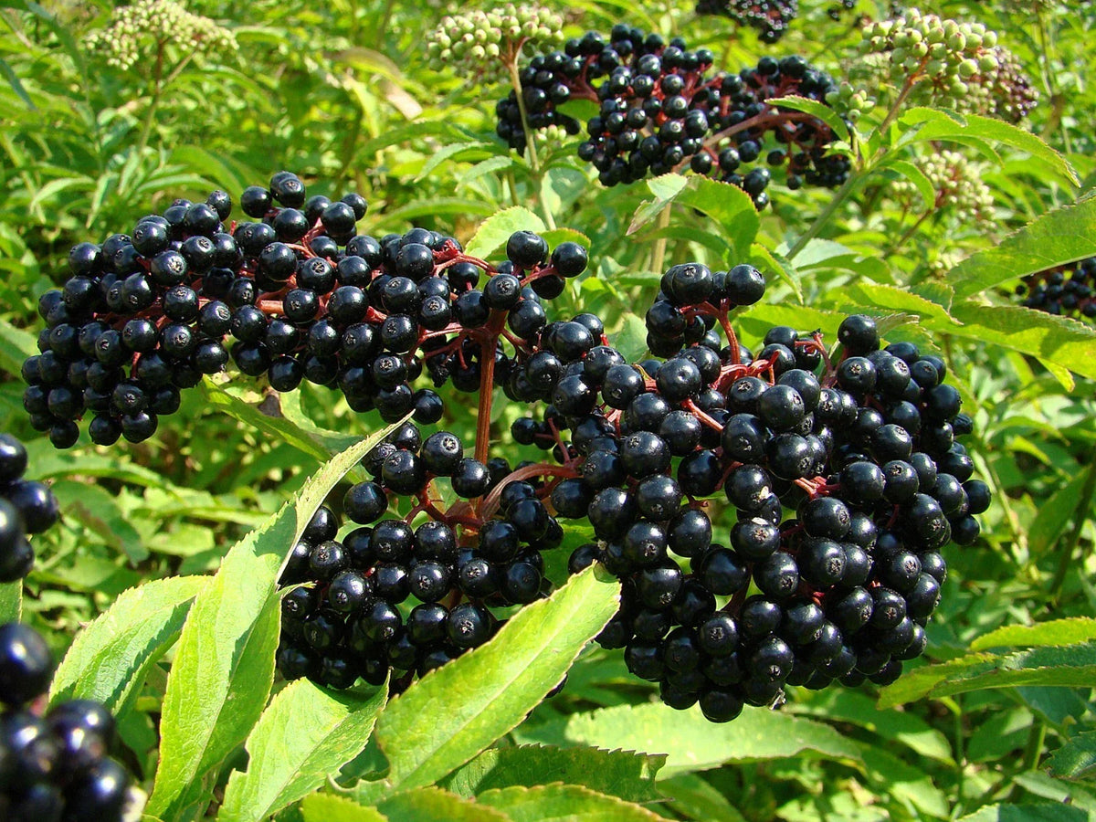 American Elderberry Live Rooted Starter Plant - Sambucus canadensis - Zones 4-9 - Edible Berries, Native Plant