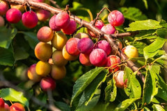 American Plum Bonsai Tree Seedling - 6 Inch - Prunus americana - Ideal for Indoor & Outdoor Growth, Decorative Plant