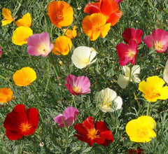 California Poppy Seeds Mix - Non-GMO Wildflower Blend for Bees - 1000 Seeds - Eschscholzia californica