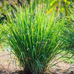 Lemon Grass Seeds 50+ Non-GMO Fresh Cymbopogon citratus Garden Seeds USA