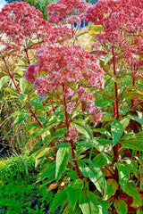 Joe Pye Weed Seeds 1000 Count, Bonset, Eupatorium purpureum, Tall Wildflower, Bulk Wildflower Seed