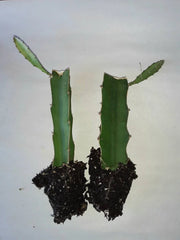 Dragon Fruit Cactus 2pk, Pitaya Plant Rooted Cuttings, Hylocereus undatus - Tropical Edible Gardening