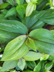 Wandering Jewel Plant - 4" Pot - Flame Dance - Tradescantia Zebrina