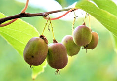 Hardy Polar Arctic Kiwi Cuttings - 6 Unrooted Cuttings - Actinidia Arguta - 6-7 Inch Long - Seedless Variety