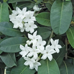 Madagascar Jasmine Starter Plant - Small Rooted Green Leaf Stephanotis - Fragrant Indoor Houseplant (Stephanotis floribunda)