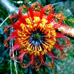10 Rare Lantern Fireworks Tree Seeds, Banksia ericifolia 'Little Eric', Unique Flowering Plant Seeds