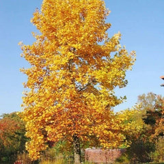 Tulip Poplar Tree Seedling | Live Tree Seedling (1 Tree) | Liriodendron tulipifera | Ideal for Planting