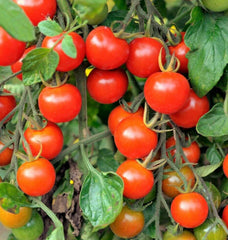 Large Red Cherry Tomato Seeds | Bush Grape Heirloom Vegetable Seeds | Solanum lycopersicum | 2025