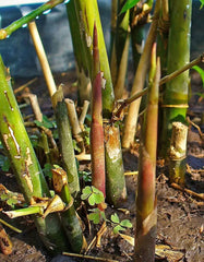 Spiny Bamboo Seeds - 20+ Seeds - Bambusa Arundinacea - Ideal for Planting, Fast-Growing, Ornamental Bamboo